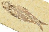 Detailed Fossil Fish (Knightia) - Wyoming #244195-1